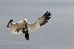 Helgoland-Düne