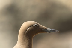 Farne Eilanden