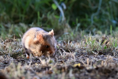 4F891C1C-8FAF-489B-B71E-9CAB1E59F882_1_201_a-DeNoiseAI-standard